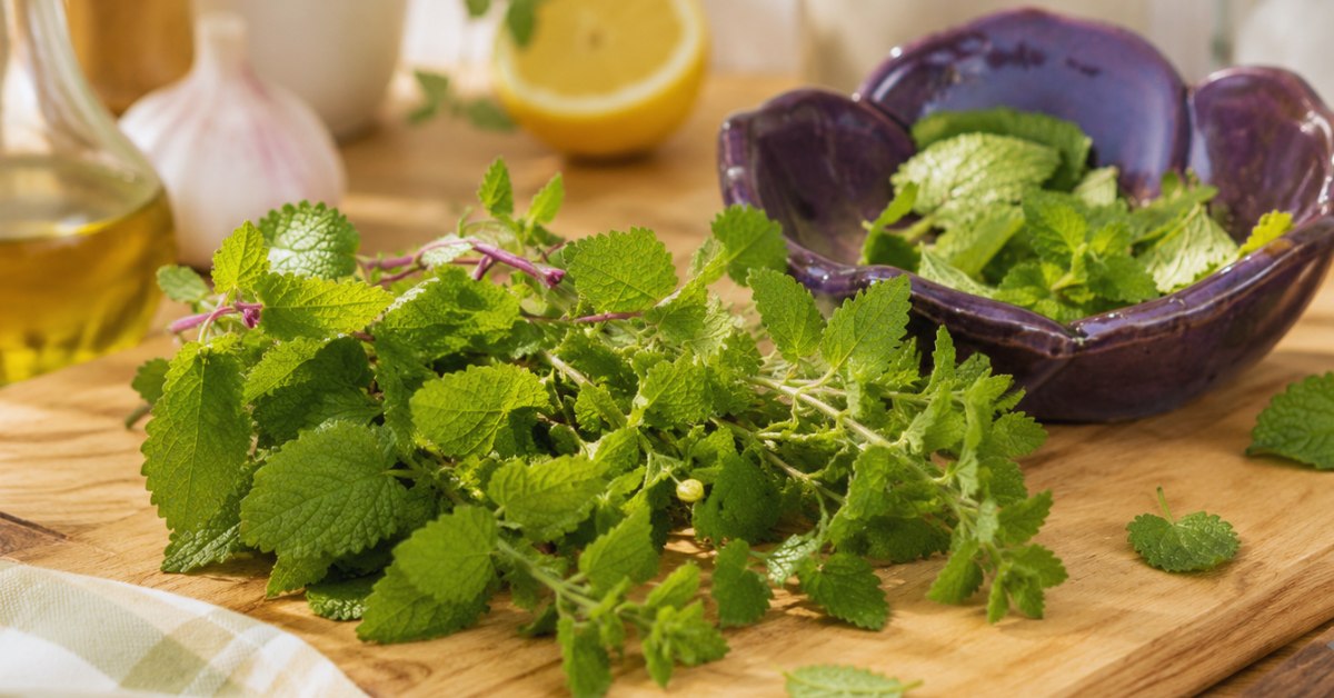 Cuisinez la mélisse : recettes fraîches et aromatiques Cuisinez la mélisse : recettes fraîches et aromatiques
