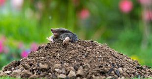 Quelle est la meilleure plante anti-taupe et les autres ?
