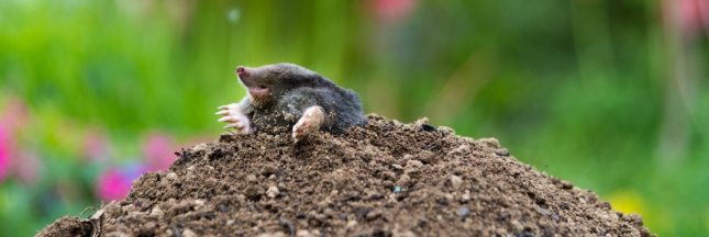 plante anti-taupe
