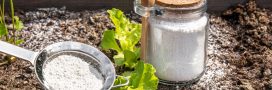 Terre de diatomée : 9 utilisations astucieuses