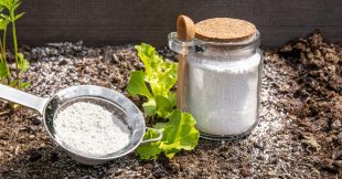 Terre de diatomée : 9 utilisations astucieuses