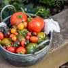 Quelle tomate choisir ? Le guide des meilleures variétés et leurs recettes