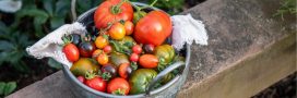 Quelle tomate choisir ? Le guide des meilleures variétés et leurs recettes Quelle tomate choisir ? Le guide des meilleures variétés et leurs recettes