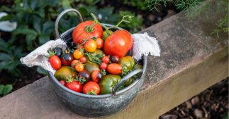 Quelle tomate choisir ? Le guide des meilleures variétés et leurs recettes Quelle tomate choisir ? Le guide des meilleures variétés et leurs recettes