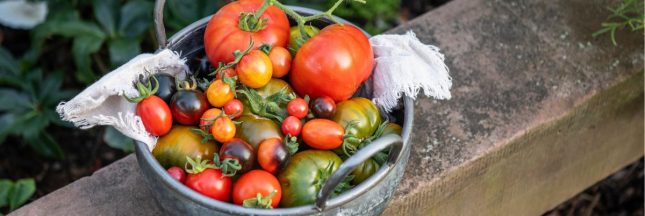 Les différentes variétés de tomates
