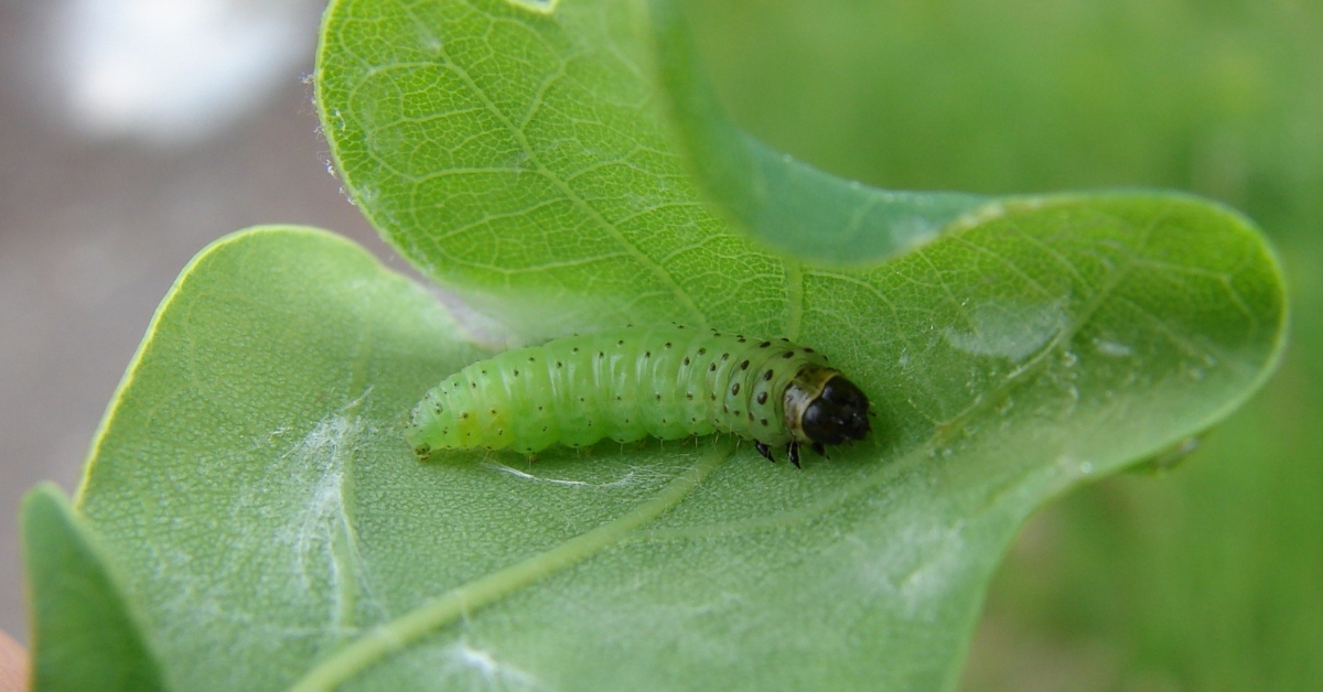 Tordeuse verte du chêne : cette chenille est-elle dangereuse ?