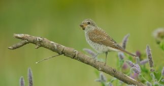L'Europe se dote d'une loi inédite pour restaurer la biodiversité L'Europe se dote d'une loi inédite pour restaurer la biodiversité