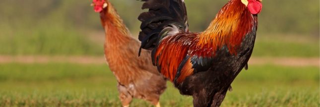 Pourquoi la France a-t-elle un coq comme symbole ?