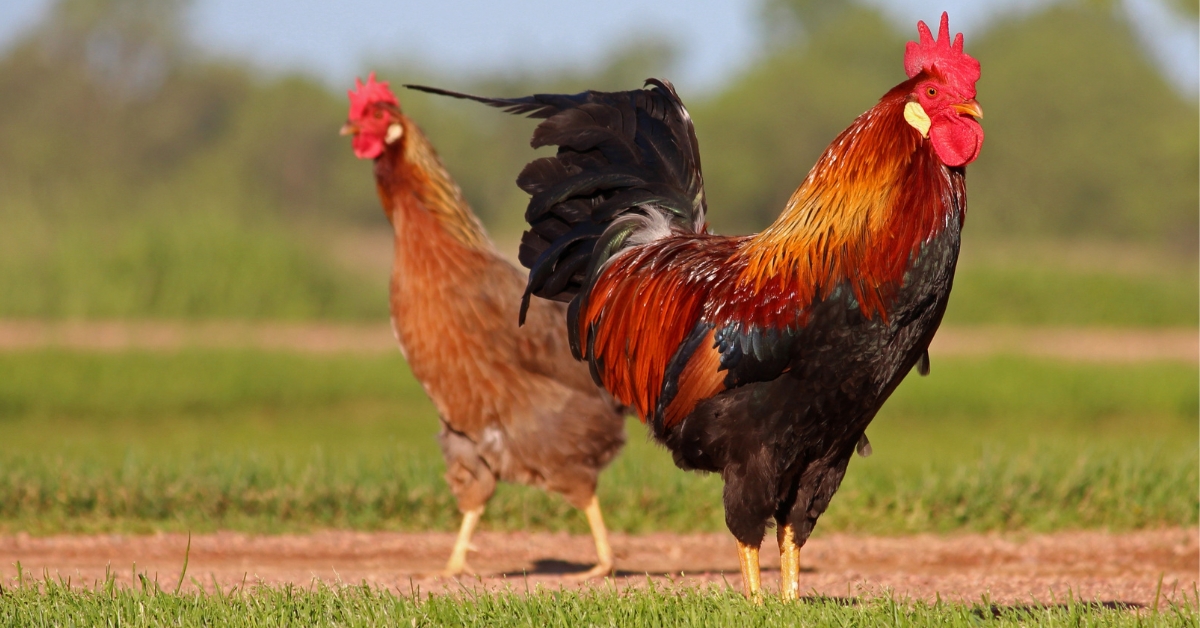 Pourquoi la France a-t-elle un coq comme symbole ? Pourquoi la France a-t-elle un coq comme symbole ?
