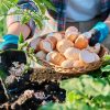 Coquille d'oeuf au jardin, les bons plans du jardinier bio