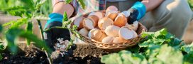 Coquille d'oeuf au jardin, les bons plans du jardinier bio Coquille d'oeuf au jardin, les bons plans du jardinier bio