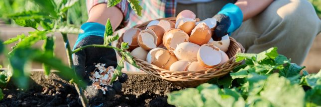 Coquilles d’œufs au jardin : astuces bio et antigaspi