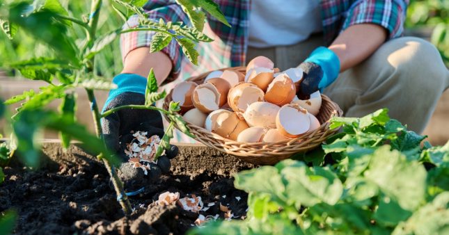 Coquille d'oeuf au jardin, les bons plans du jardinier bio
