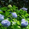 Comment avoir des hortensias bleus dans mon jardin