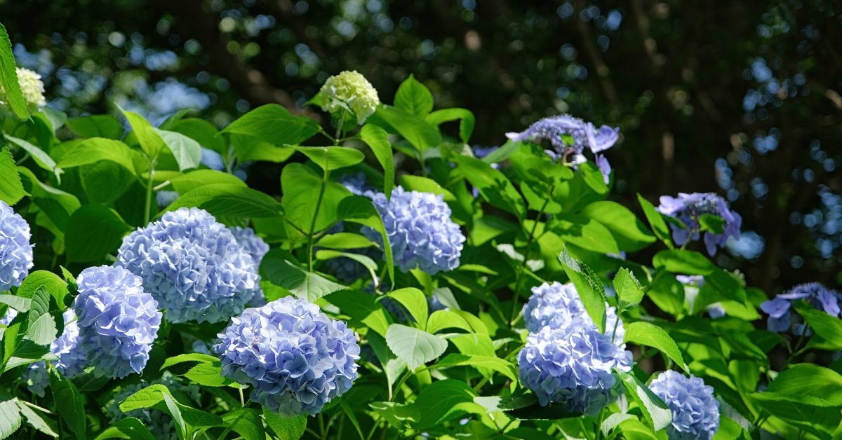 Comment avoir des hortensias bleus dans mon jardin