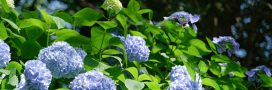 Comment avoir des hortensias bleus dans mon jardin Comment avoir des hortensias bleus dans mon jardin