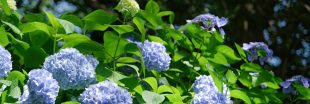 Comment avoir des hortensias bleus dans mon jardin Comment avoir des hortensias bleus dans mon jardin