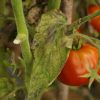 Maladies des tomates: comment les reconnaître et moyens de lutte Maladies des tomates: comment les reconnaître et moyens de lutte