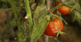 Maladies des tomates : comment les reconnaître et moyens de lutte
