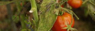 Maladies des tomates: comment les reconnaître et moyens de lutte Maladies des tomates: comment les reconnaître et moyens de lutte
