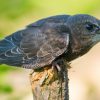 Dans la famille biodiversité ordinaire, protégeons le martinet noir Dans la famille biodiversité ordinaire, protégeons le martinet noir