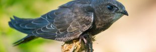 Dans la famille biodiversité ordinaire, protégeons le martinet noir