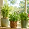 Des plantes pour éloigner les insectes de votre intérieur ! Des plantes pour éloigner les insectes de votre intérieur !