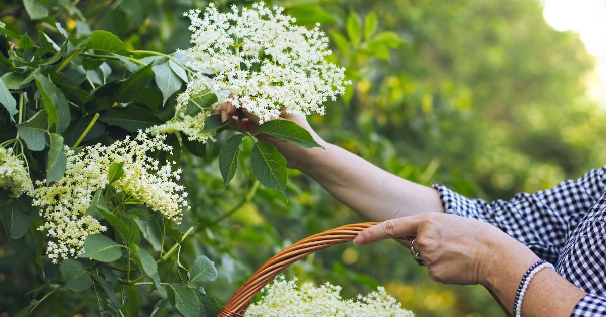 Goûtez les fleurs de sureau… La récolte a commencé ! Goûtez les fleurs de sureau… La récolte a commencé !