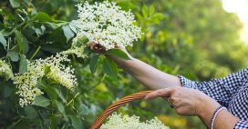 Goûtez les fleurs de sureau… La récolte a commencé ! Goûtez les fleurs de sureau… La récolte a commencé !
