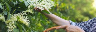 Goûtez les fleurs de sureau... La récolte a commencé !