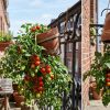Faire pousser des tomates à l'envers, oui... mais attention !