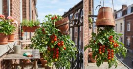 Faire pousser des tomates à l’envers, oui… mais attention !