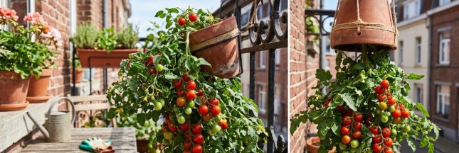 Comment faire pousser des concombres XXL même sur un petit balcon