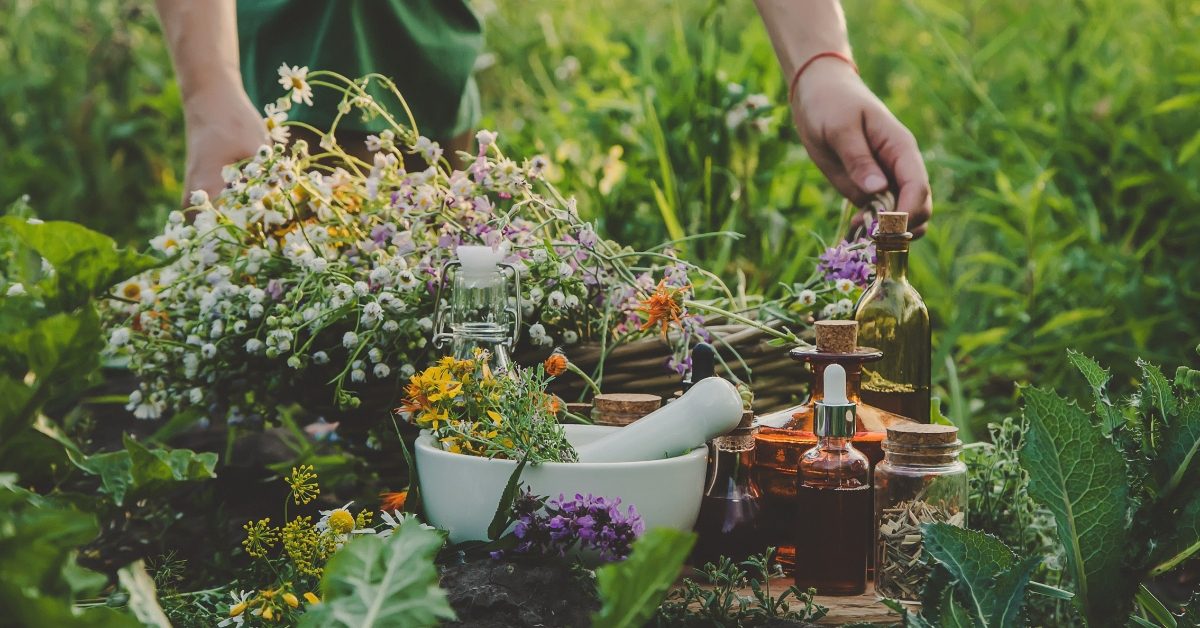 15 plantes médicinales à cultiver au jardin pour une pharmacie naturelle 15 plantes médicinales à cultiver au jardin pour une pharmacie naturelle