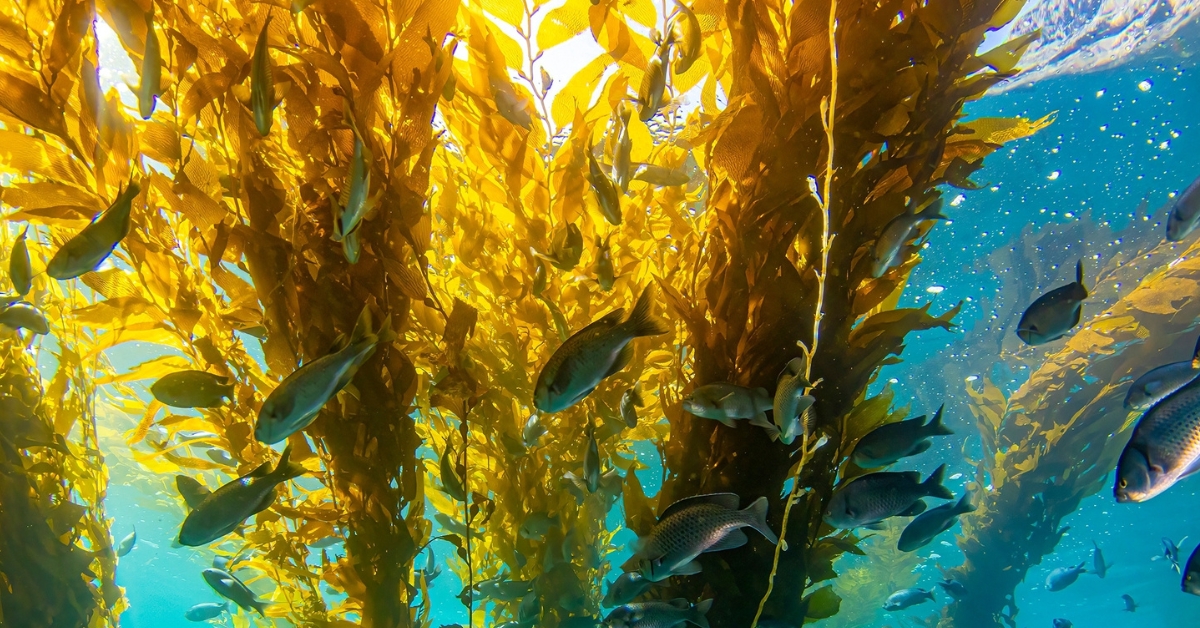 Demain, des algues à la place des panneaux solaires ? Demain, des algues à la place des panneaux solaires ?