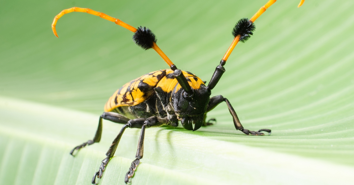 capricorne asiatique