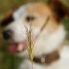 Les épillets, un danger sous-estimé pour nos animaux de compagnie