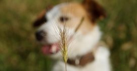 Les épillets, un danger sous-estimé pour nos animaux de compagnie Les épillets, un danger sous-estimé pour nos animaux de compagnie