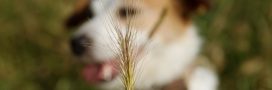 Les épillets, un danger sous-estimé pour nos animaux de compagnie Les épillets, un danger sous-estimé pour nos animaux de compagnie