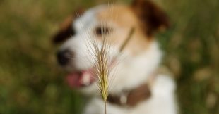 Les épillets, un danger sous-estimé pour nos animaux de compagnie Les épillets, un danger sous-estimé pour nos animaux de compagnie