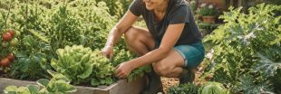 Potager pour débutant : 10 légumes et fruits faciles à cultiver