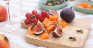 Comment lutter contre les guêpes au jardin