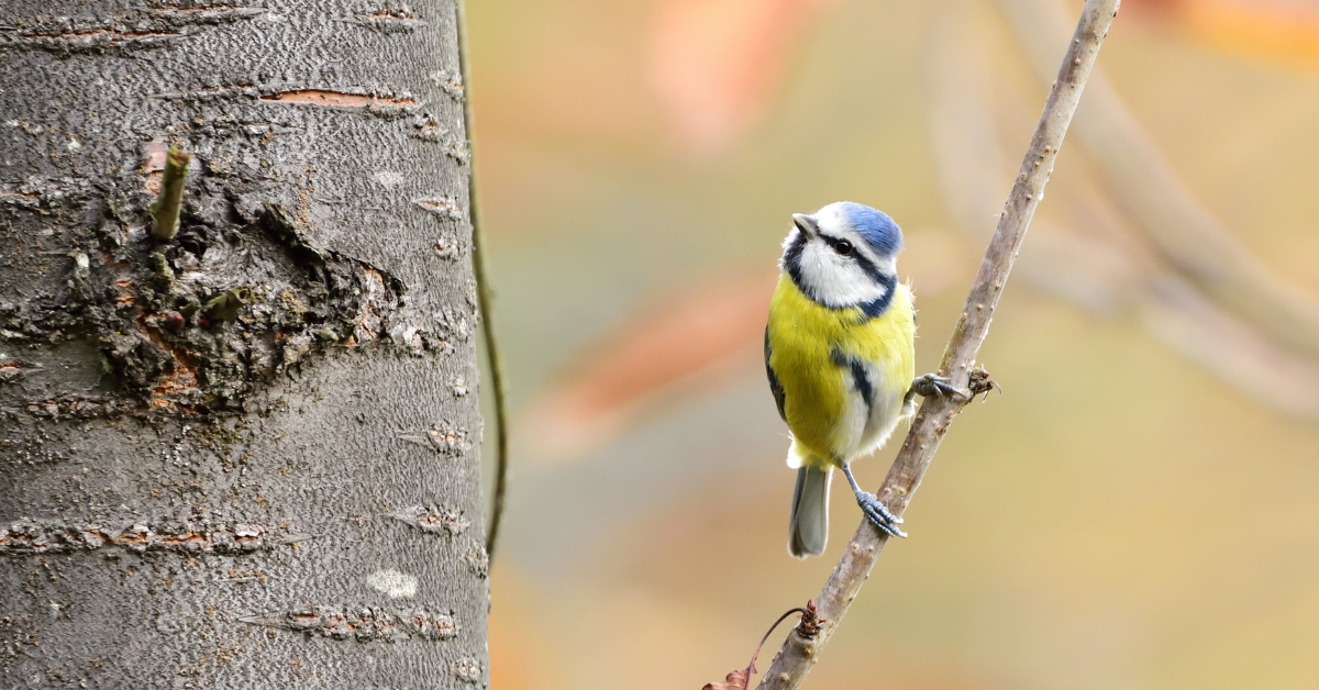 mésanges jardin ; attirer les mésanges ; oiseaux du jardin ; biodiversité au jardin
