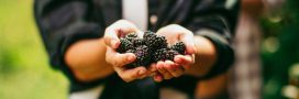 Mûres : les bienfaits santé, beauté et recettes délicieuses Mûres : les bienfaits santé, beauté et recettes délicieuses