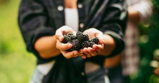 Mûres : les bienfaits santé, beauté et recettes délicieuses Mûres : les bienfaits santé, beauté et recettes délicieuses