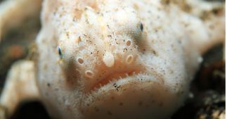 Les poissons Les poissons