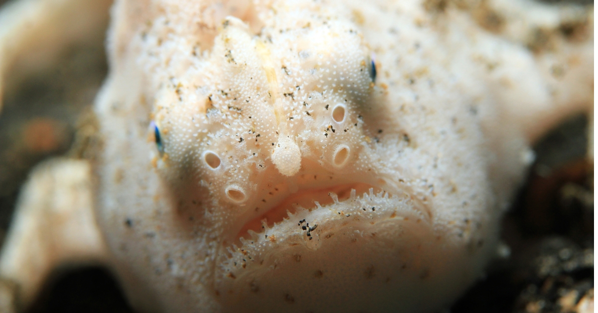 Les poissons "moches" sont moins étudiés et plus menacés que les autres