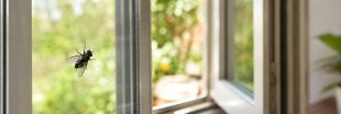 Pourquoi les mouches se cognent-elles contre les vitres ? Pourquoi les mouches se cognent-elles contre les vitres ?