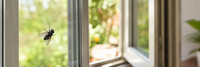 Une mouche posée sur une vitre à proximité d’une fenêtre ouverte