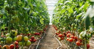 Agriculture bio : les serres chauffées au gaz et au fioul maintenues jusqu'en 2030 Agriculture bio : les serres chauffées au gaz et au fioul maintenues jusqu'en 2030